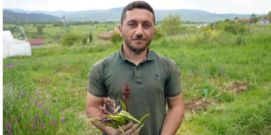 Kilosu 13 bin TL'den alıcı bulan salebin hasadı sürüyor