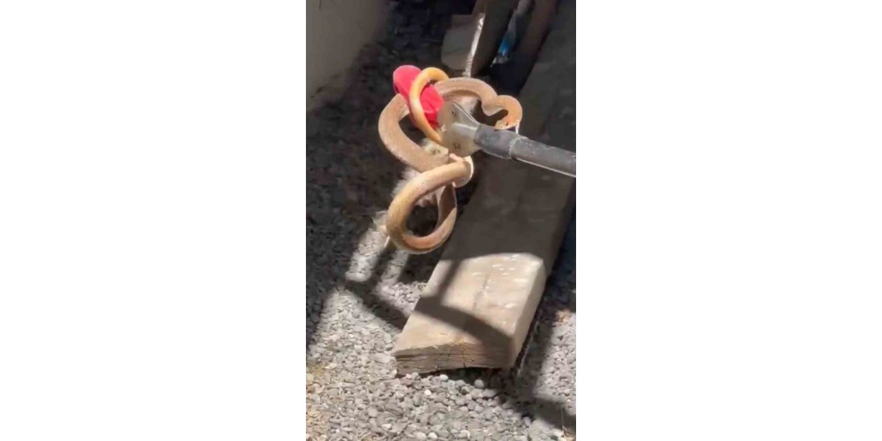 Iğdır’da eve giren yılan paniğe neden oldu