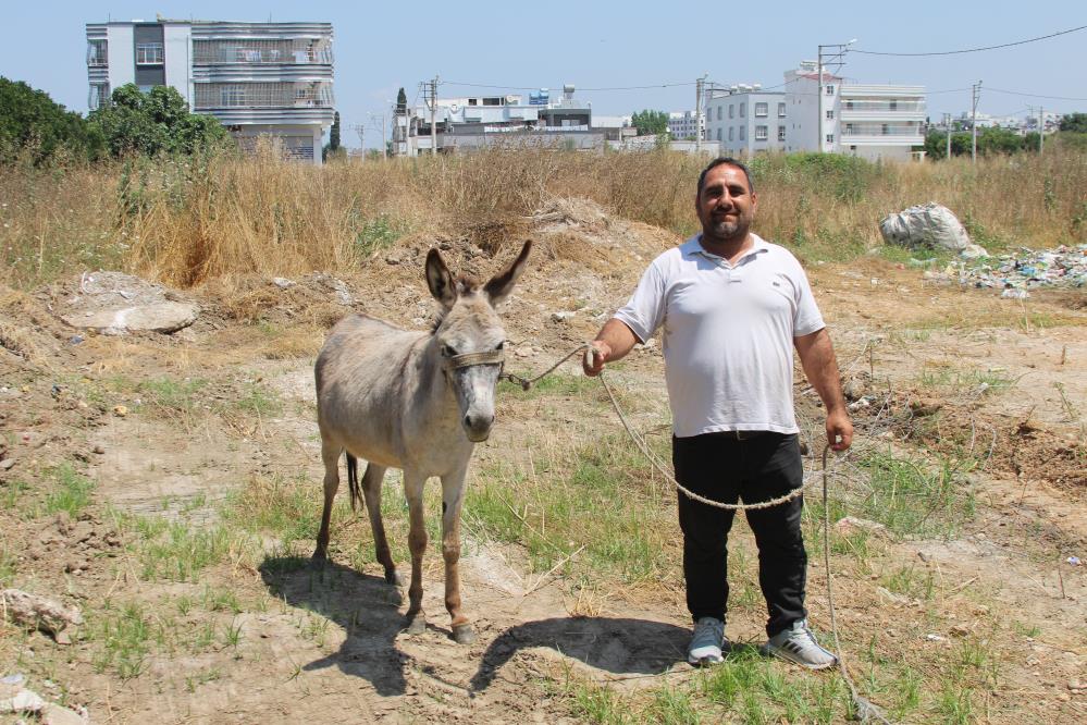 Adanalılar eşeklerin sahibini arıyor