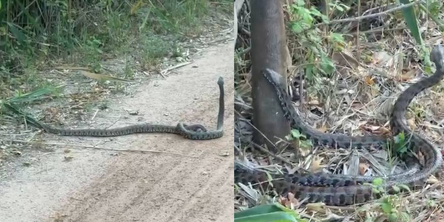 Adana'da havalar ısındı, parklarda yılanlar görülmeye başlandı