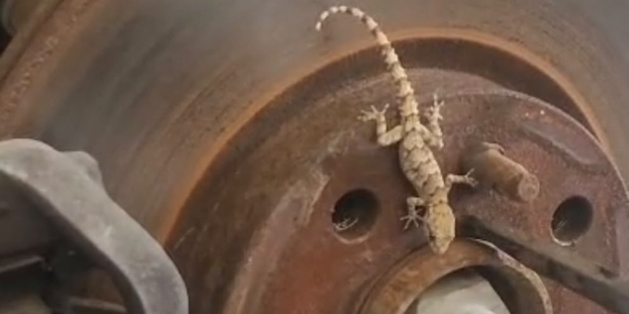 Balata değişimi sırasında tekerlekten çıkan kertenkele şaşırttı