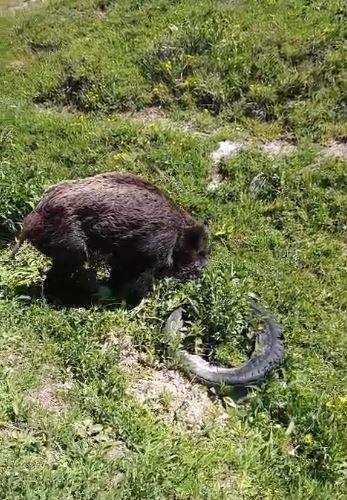Yaralı domuz köy yakınlarında görüntülendi