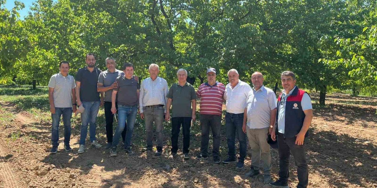 Kayısı rekolte tespit çalışmaları sürüyor