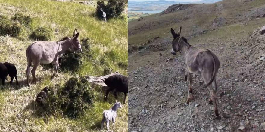 Elazığ’da sürüden ayrılan eşeği dronun sesi geri getirdi