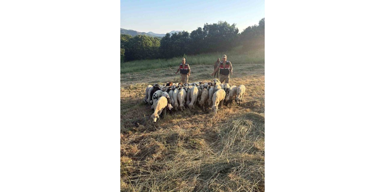 Tunceli’de kayıp küçükbaş hayvanlar dron desteğiyle bulundu