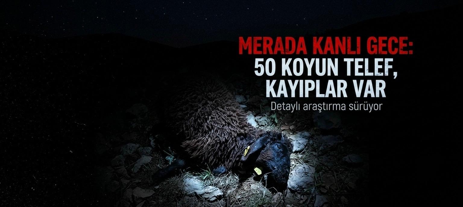 Merada Kanlı Gece: 50 Koyun Telef, Kayıplar Var
