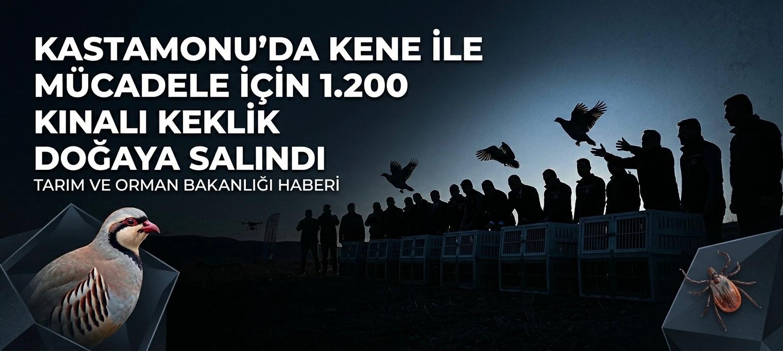 Kastamonu’da Kene ile Mücadele İçin 1.200 Kınalı Keklik Doğaya Salındı