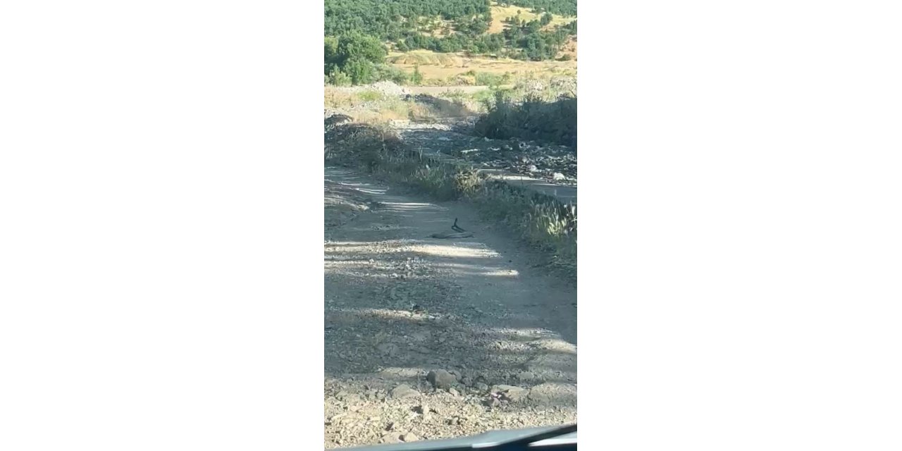 Bingöl’de iki yılanın dansı görüntülendi