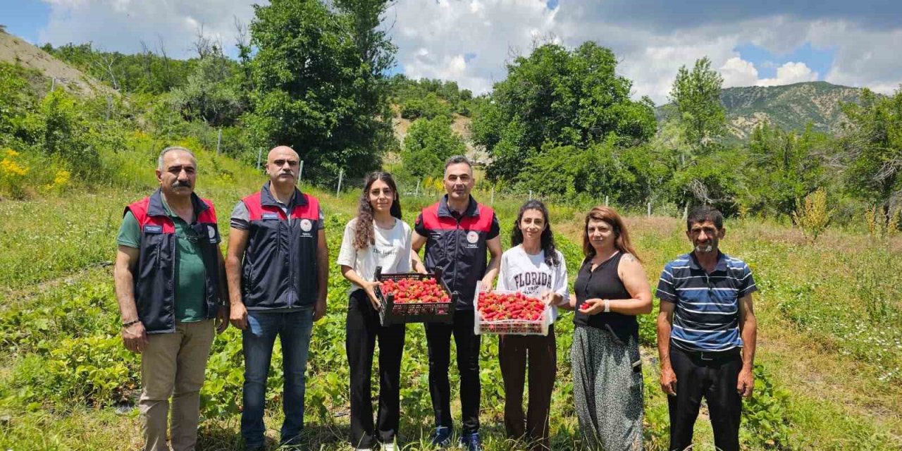 Tunceli’de kadın üreticilerin çilek hasadı yüz güldürdü