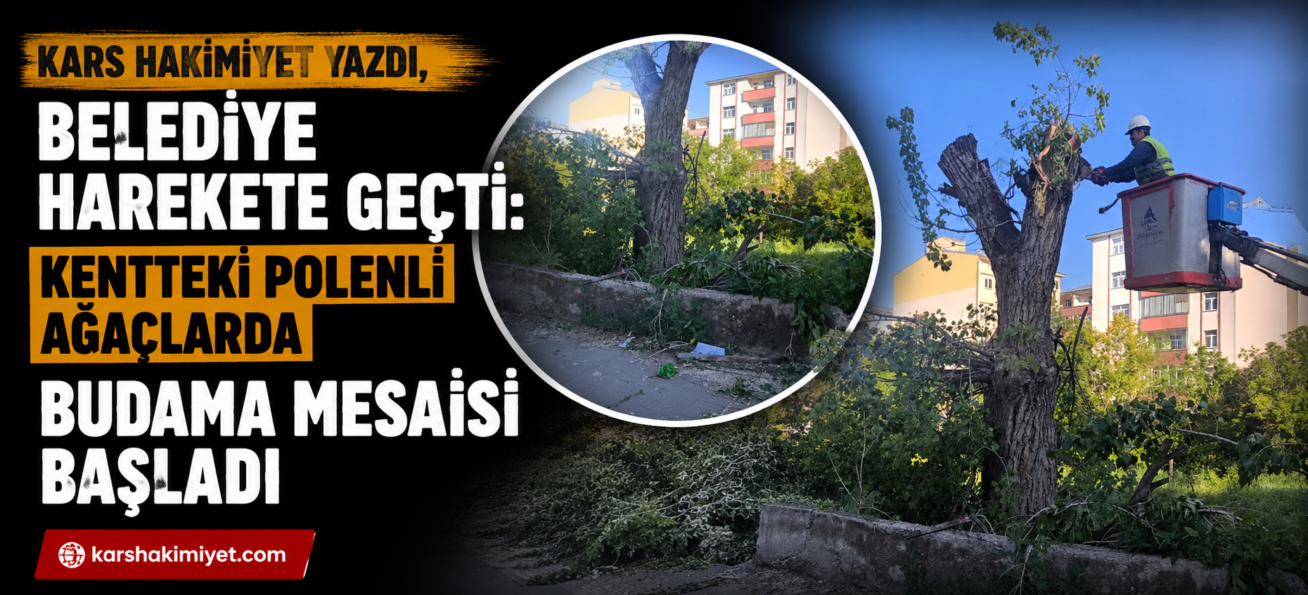 Kars Hakimiyet Yazdı, Belediye Harekete Geçti: Kentteki Polenli Ağaçlarda Budama Mesaisi Başladı