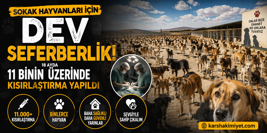 Sokak Hayvanları İçin Dev Seferberlik: 18 Ayda 11 Binin Üzerinde Kısırlaştırma Yapıldı