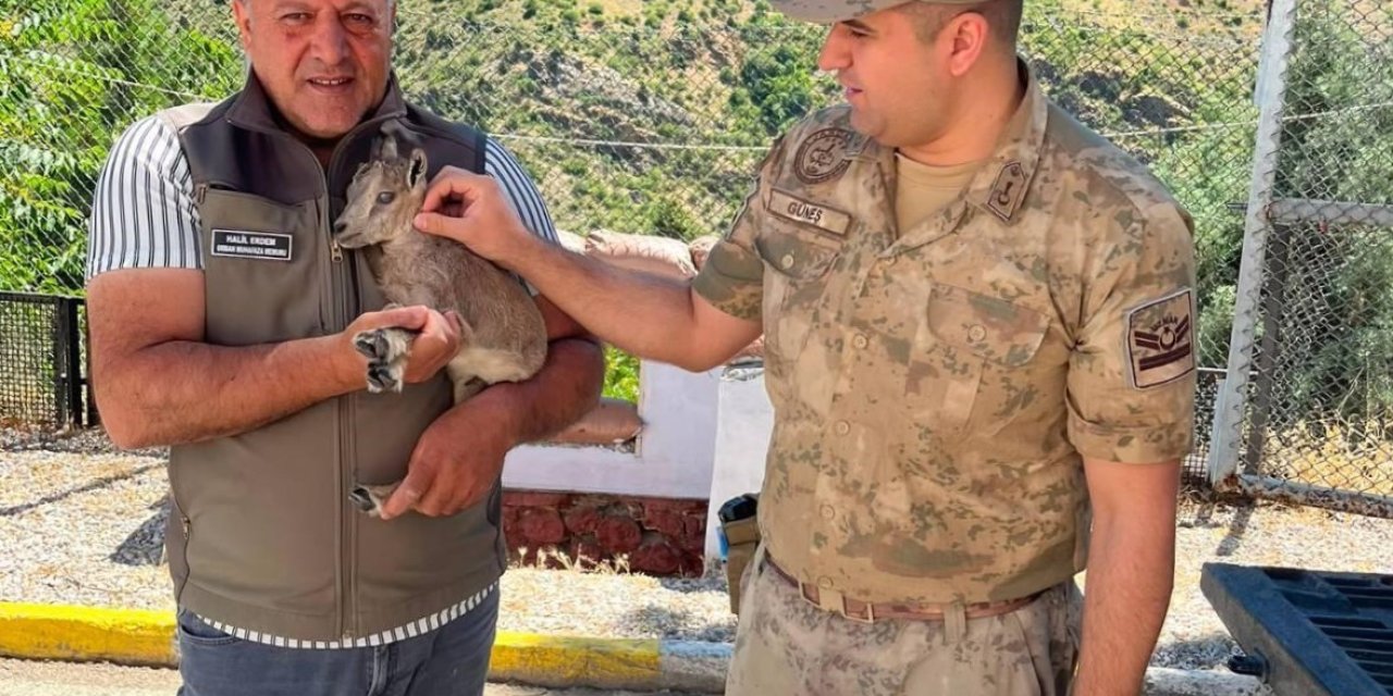 Kemaliye’de bitkin halde bulunan yavru dağ keçisi koruma altına alındı