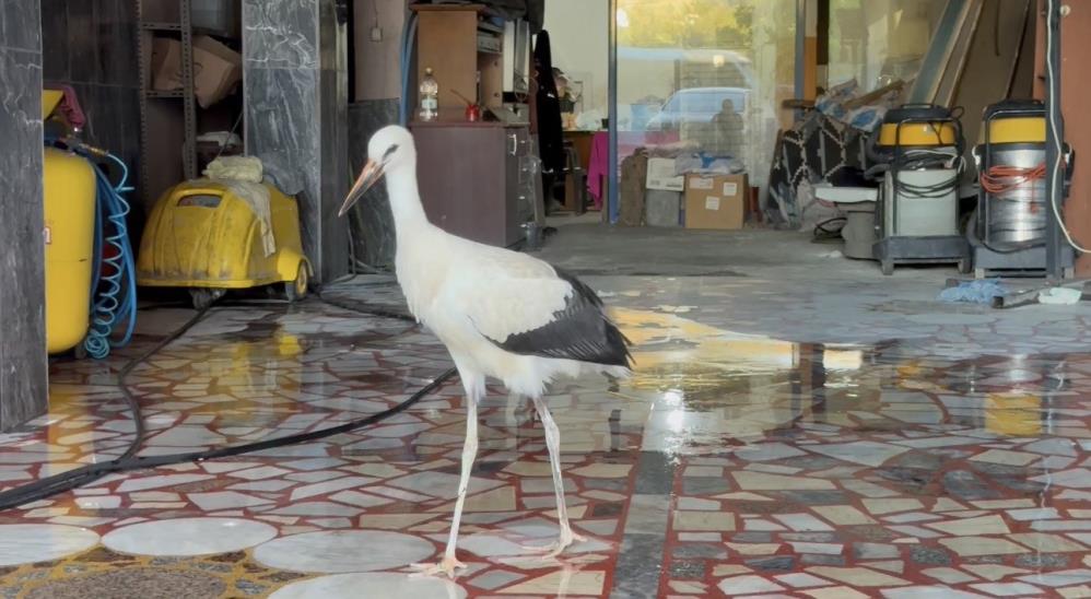 Karabük’te oto yıkamacıya sığınan leylek koruma altına alındı