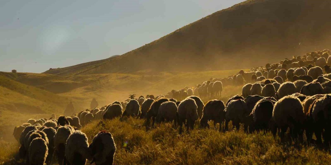 Tatvan’da sürülerin tozlu yayla yolculuğu eşsiz manzaralar oluşturdu