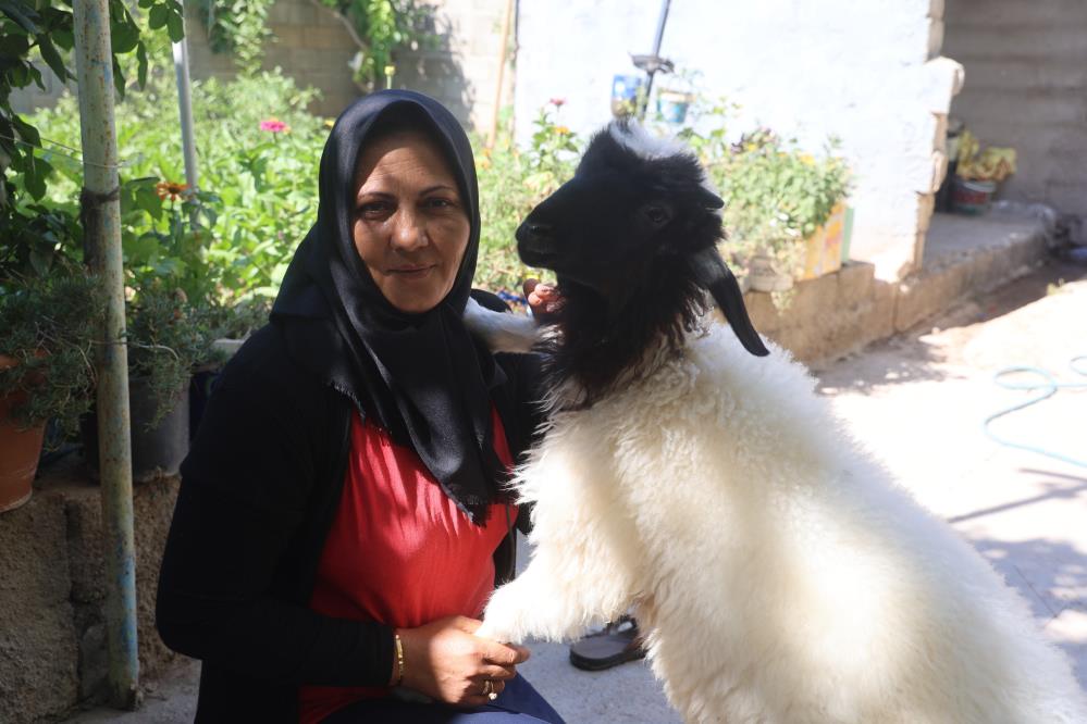 Evlat Acısını Peşinden Ayrılmayan Kuzuyla Hafifletiyor