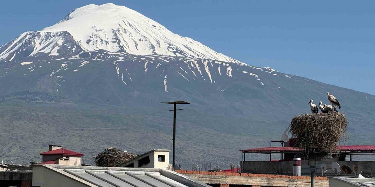 Leylekler Ağrı Dağı ile eşsiz görüntüler oluşturdu