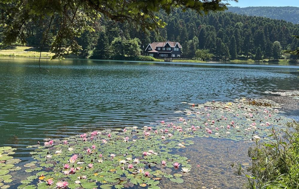 Bolu'da bu çiçeği koparmanın cezası 699 bin 197 lira