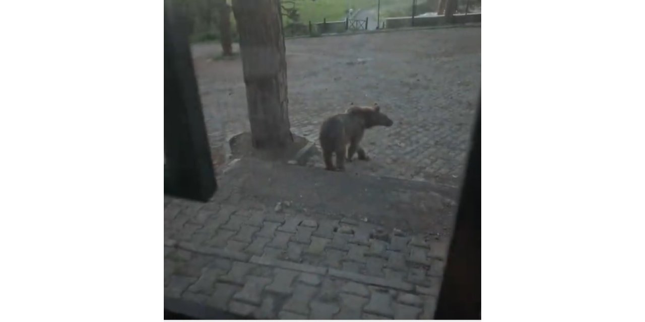 Kars’ta oteller bölgesine inen boz ayıyla vatandaşın diyaloğu gülümsetti