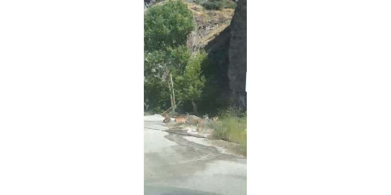 Malatya’da yaban keçileri karayolunda görüntülendi