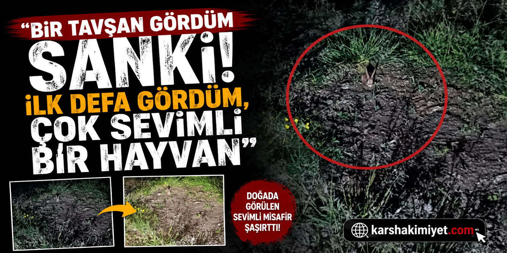 Bir tavşan gördüm sanki! "İlk defa gördüm, çok sevimli bir hayvan"