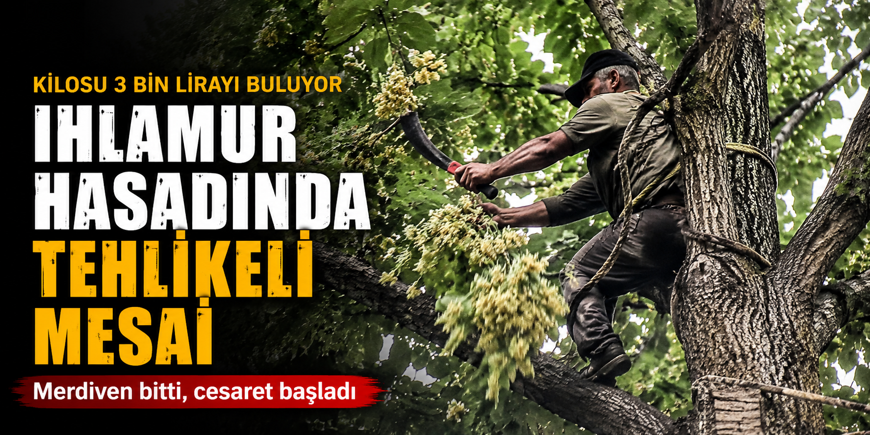 Kilosu 3 Bin Lirayı Buluyor: Ihlamur Hasadında Ölümüne Cesaret