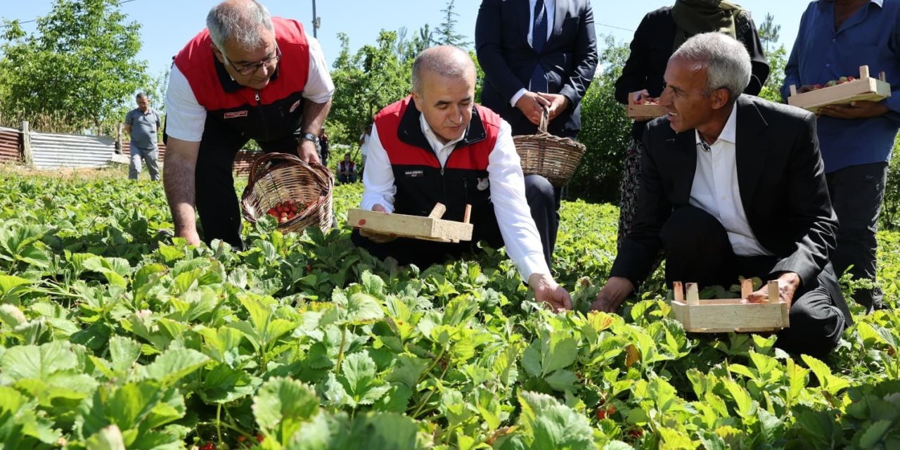 Vali Hatipoğlu, çilek hasadı yaptı