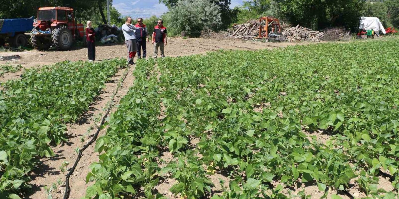 Tescilli Işıl-24 kuru fasulyesinin üretimi sürüyor