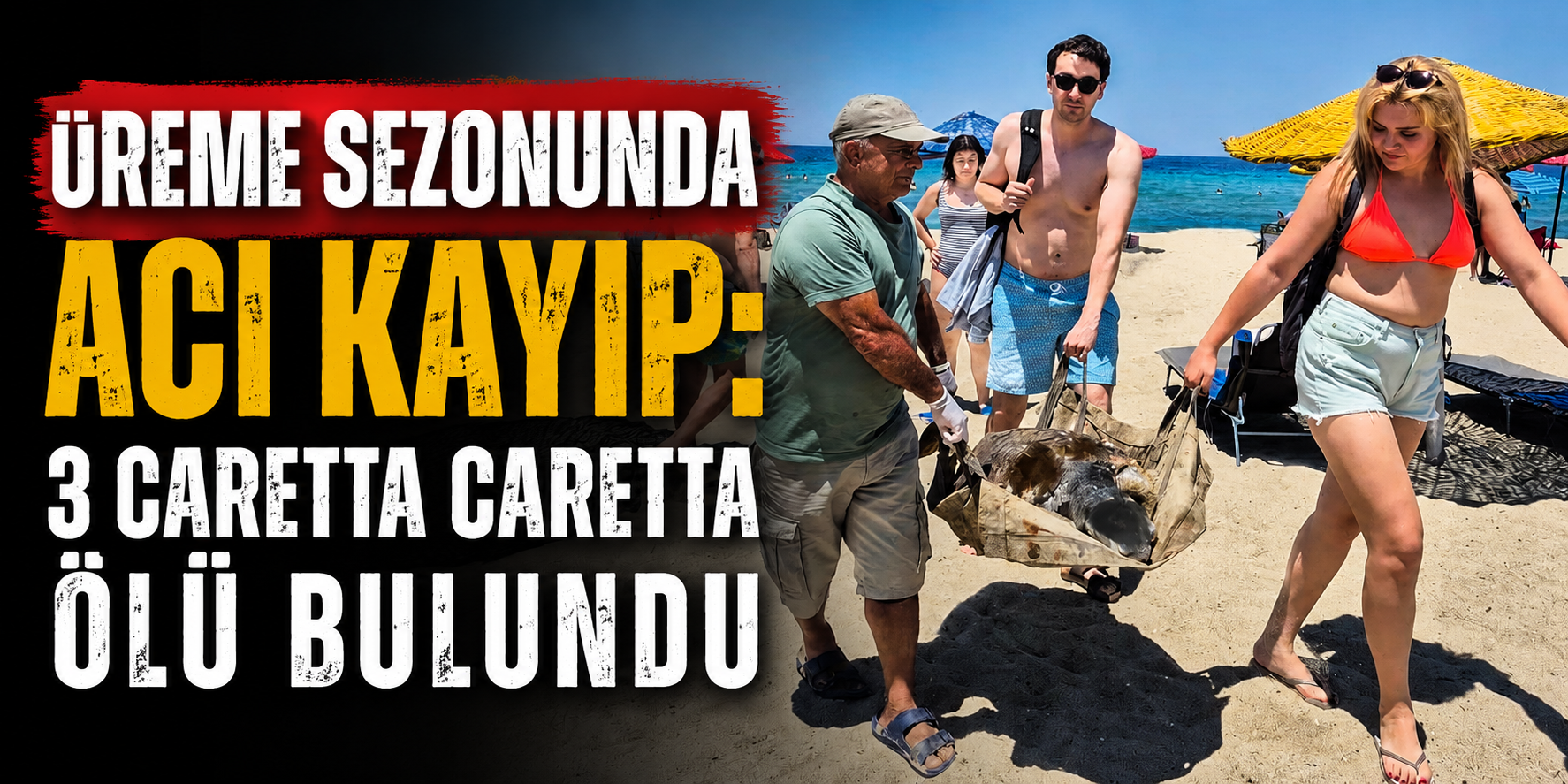 Üreme Sezonunda Acı Kayıp: 3 Caretta Caretta Ölü Bulundu