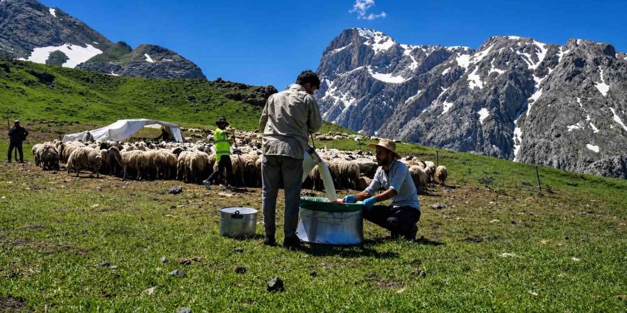 Zorlu yayla şartlarında tescilli lezzet üretiliyor