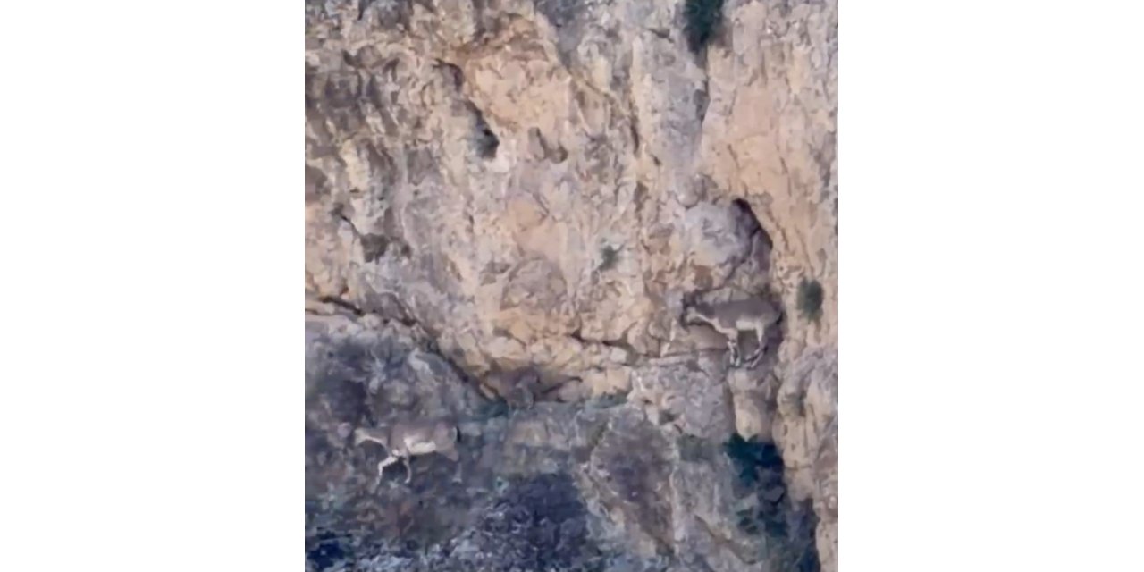 Malatya’da yaban keçileri sürü halinde görüntülendi