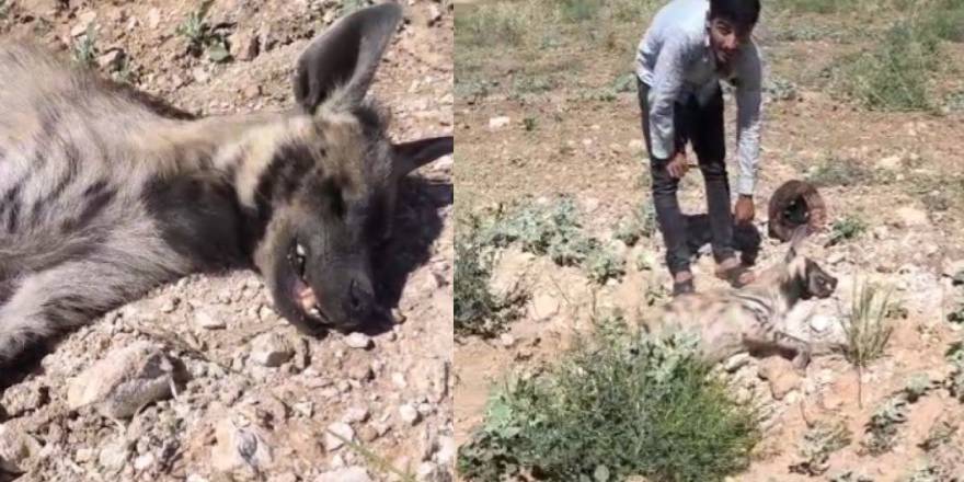 Şanlıurfa'da nesli tehdit altındaki çizgili sırtlan ölü bulundu