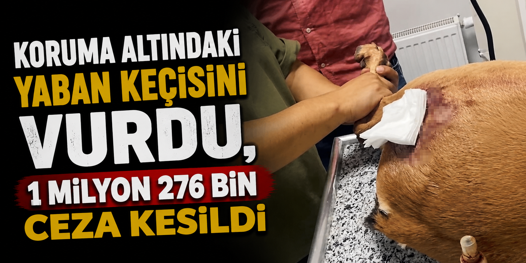 Koruma altındaki yaban keçisini vurdu, 1 milyon 276 bin ceza kesildi