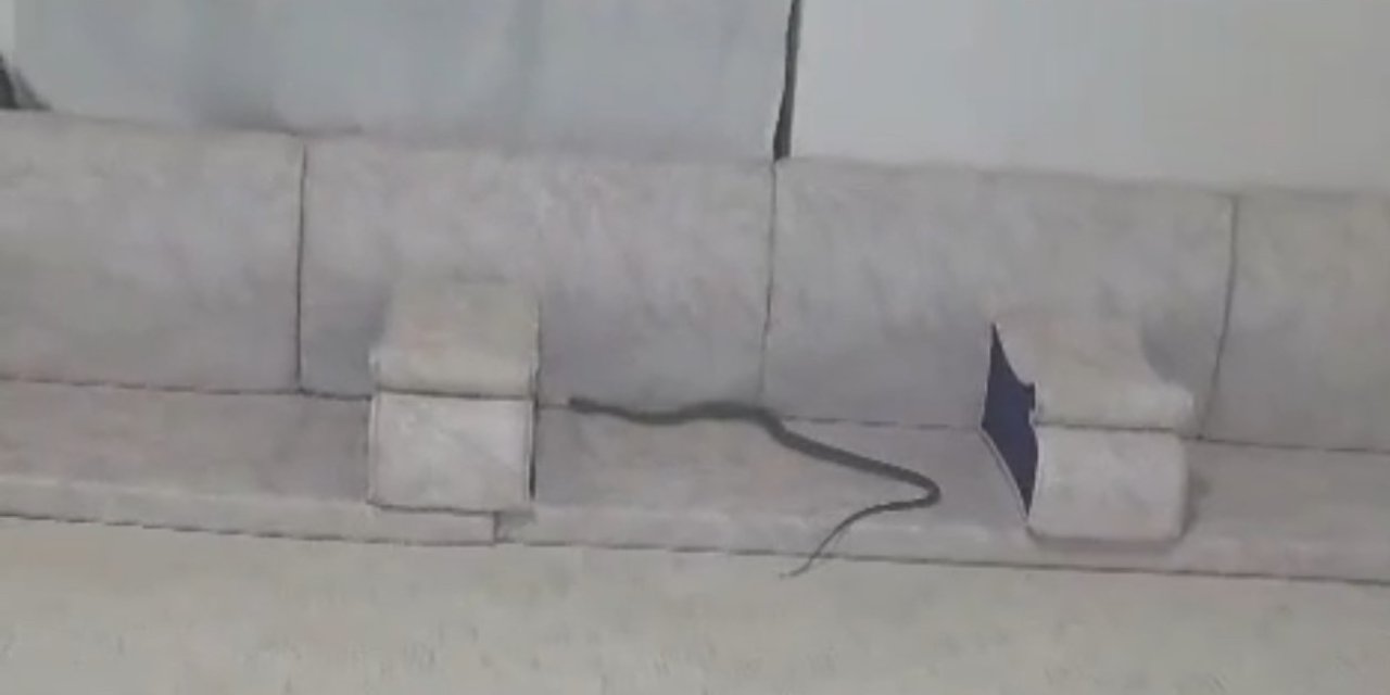 Derecik’te misafir bekleyen ailenin evine yılan girdi