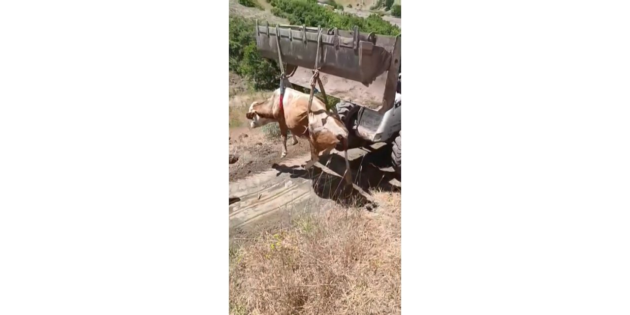 Elazığ’da uçurumdan yuvarlanan inek kurtarıldı