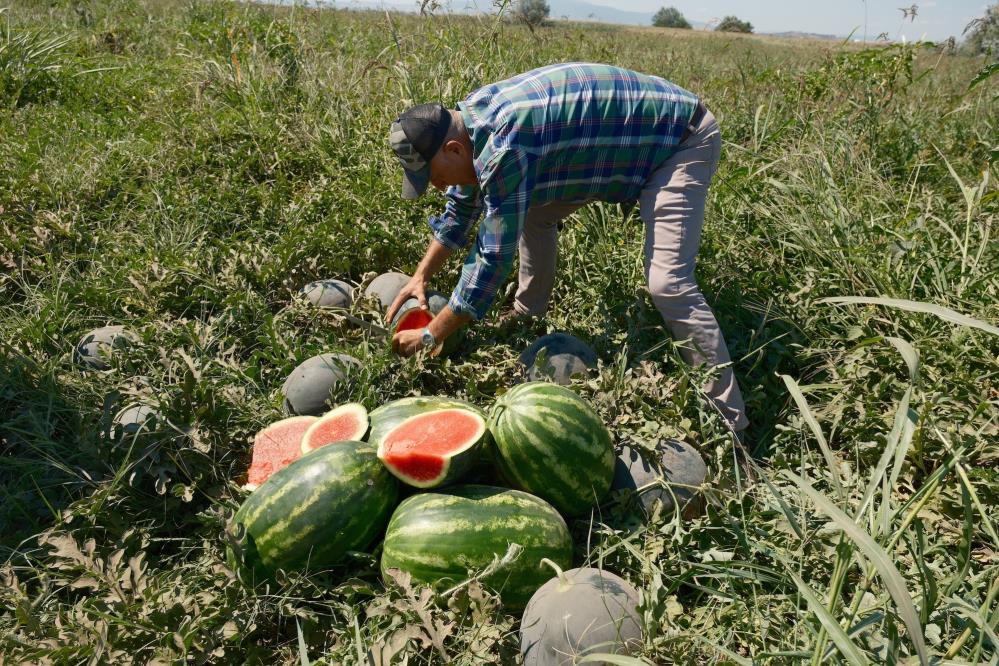 Sözleşmeli Üretim Kabusa Döndü: 20 Milyon Liralık Ürün Tarlada Kaldı