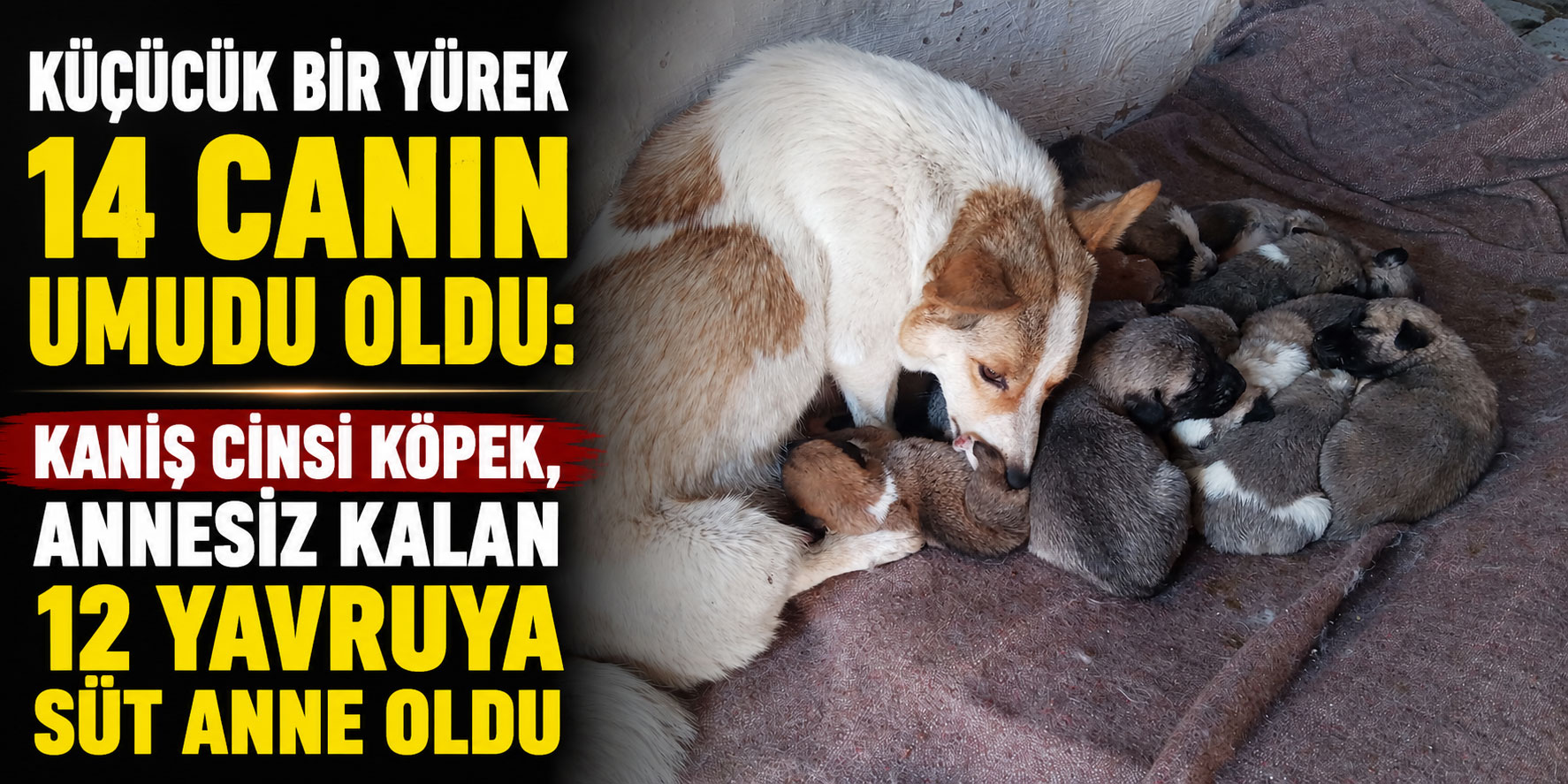 Küçücük Bir Yürek 14 Canın Umudu Oldu: Kaniş Cinsi Köpek, Annesiz Kalan 12 Yavruya Süt Anne Oldu