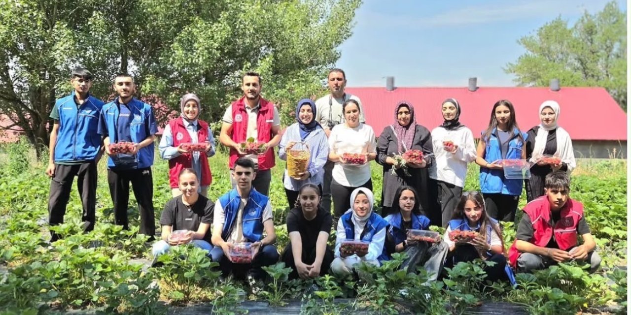 Ağrılı gönüllü gençlerden çilek hasadına destek