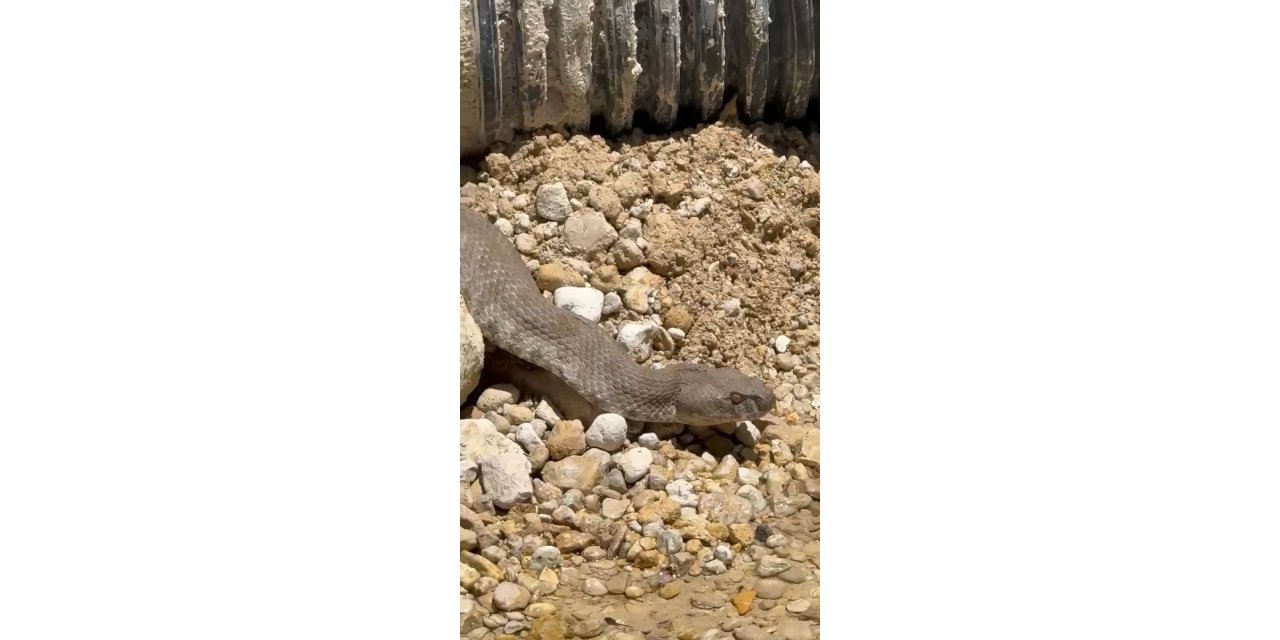 Tunceli’de koca engerek yılanı görüntülendi