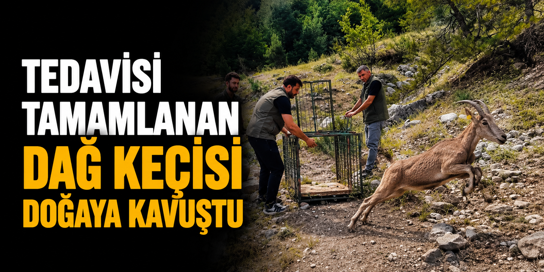 Tedavisi Tamamlanan Dağ Keçisi Doğaya Kavuştu