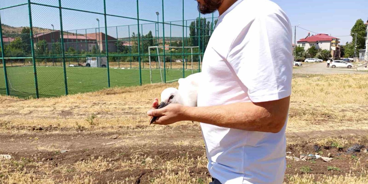 Defalarca yuvadan düşen yavru leylek doğaya bırakıldı