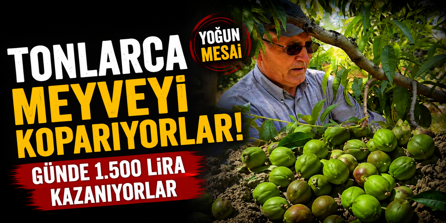 Tonlarca Meyveyi Koparıyorlar, Günde 1.500 Lira Kazanıyorlar