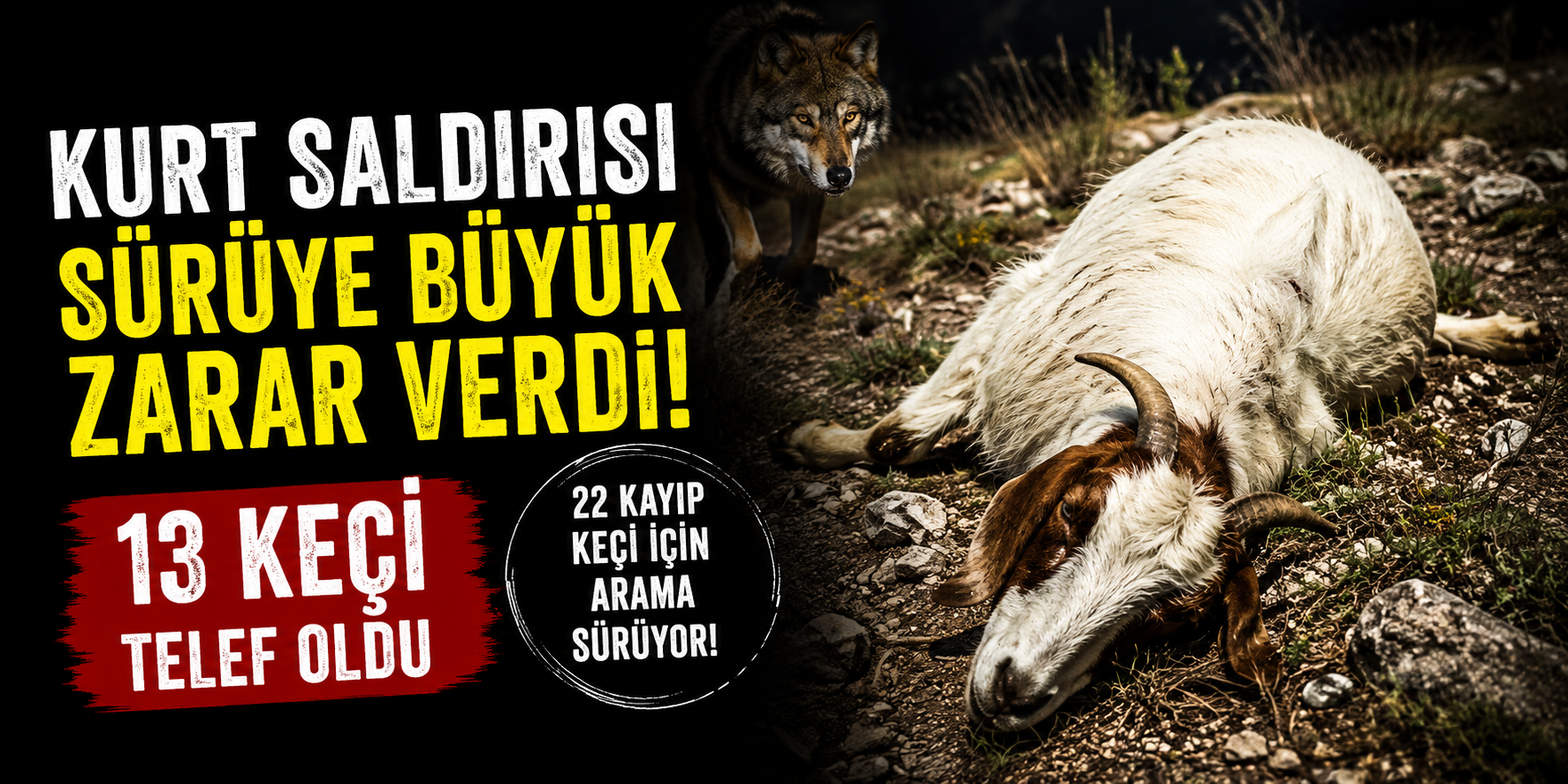 Kurt Saldırısı Sürüye Büyük Zarar Verdi: 13 Keçi Telef Oldu