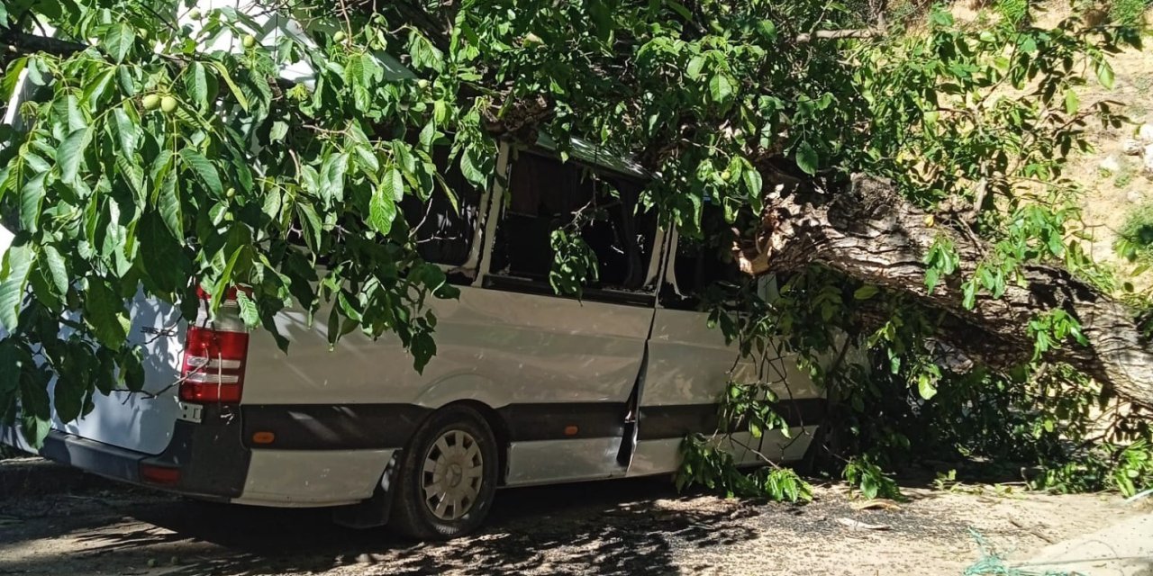 Hakkari’de park halindeki aracın üzerine ceviz ağacı devrildi