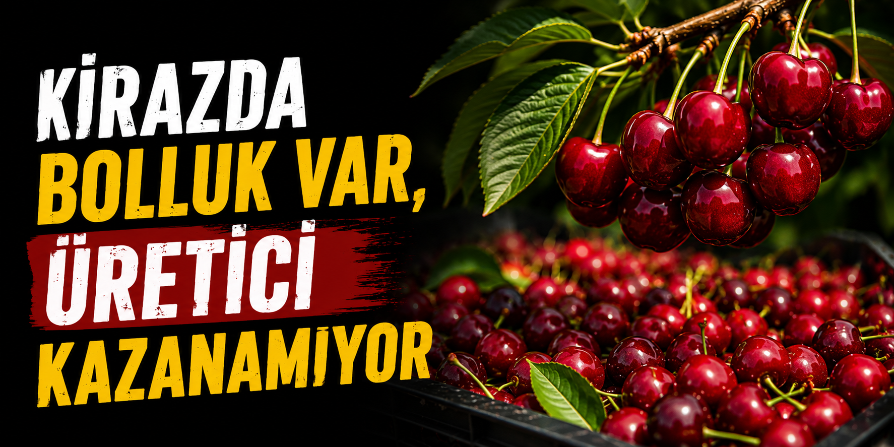 Kirazda Bolluk Var, Üretici Kazanamıyor