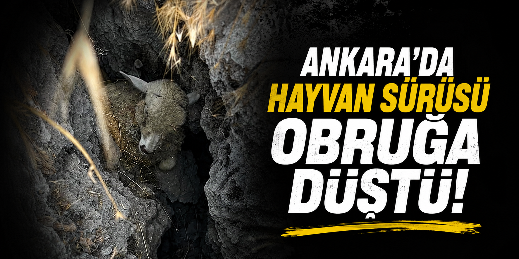 Ankara'da Küçükbaş Hayvan Sürüsü Obruğa Düştü