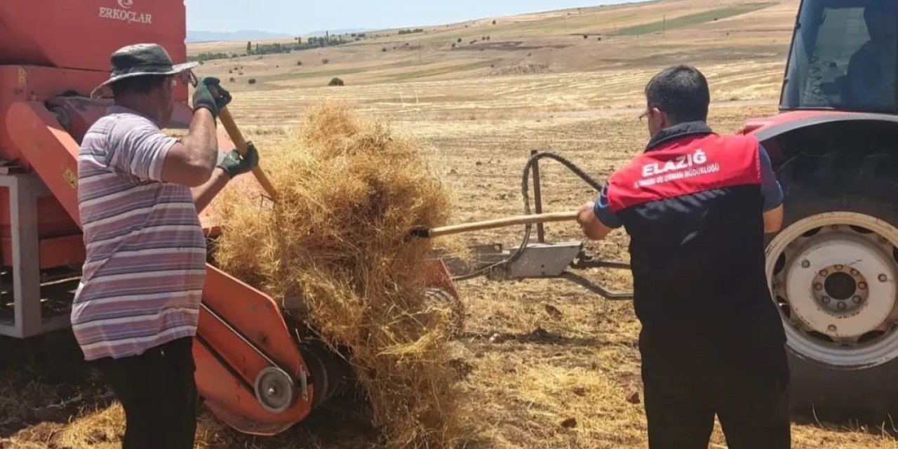 Ağın’da mercimek tohumluklarında hasat kontrolleri