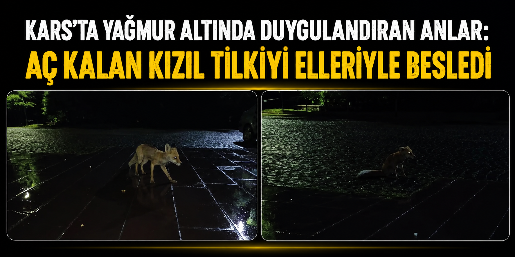 Kars'ta Yağmur Altında Duygulandıran Anlar: Aç Kalan Kızıl Tilkiyi Elleriyle Besledi