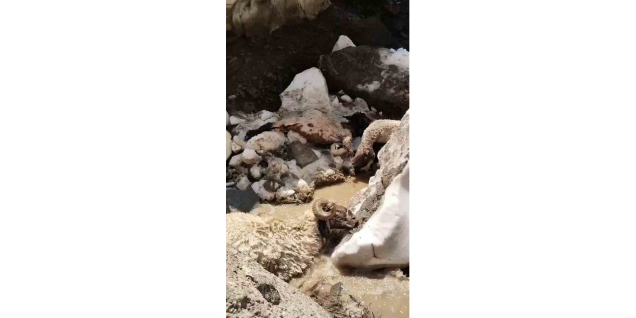 Yüksekova’da kar kütlesi çöktü: 25 küçükbaş hayvan telef oldu