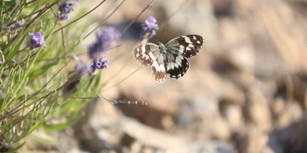 Harput’ta lavanta üzerindeki kelebeklerden görsel şölen