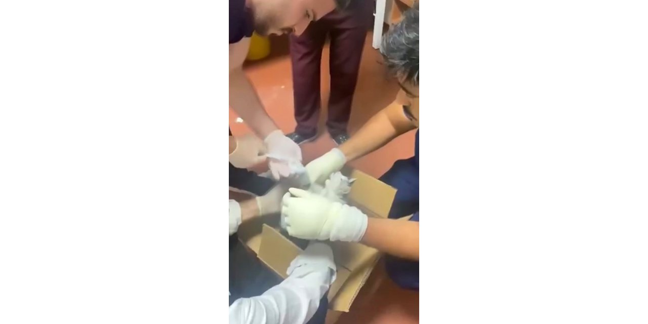 Bu kez hastaya değil, kediye müdahale